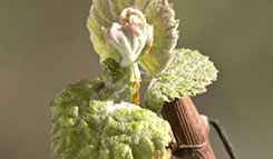 Wine Grape Vine experiencing Bud Break