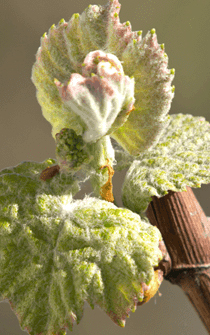 Wine grape vineyard ending dormancy with bud break