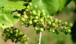Grape vine shown with small, ripening grape cluster