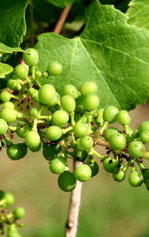 Small green grape cluster begins to ripen on a grape vine