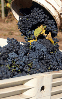 Red wine grapes are dumped out of a small bucket into a large collection bin after harvest