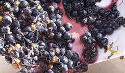 Red wine grapes in production with juice during sorting